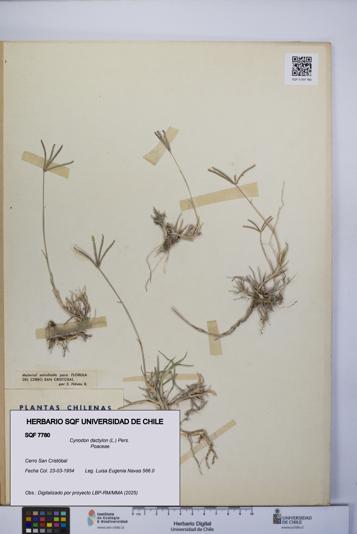 Cynodon dactylon [Espécimen: UCH:SQF:0007780]