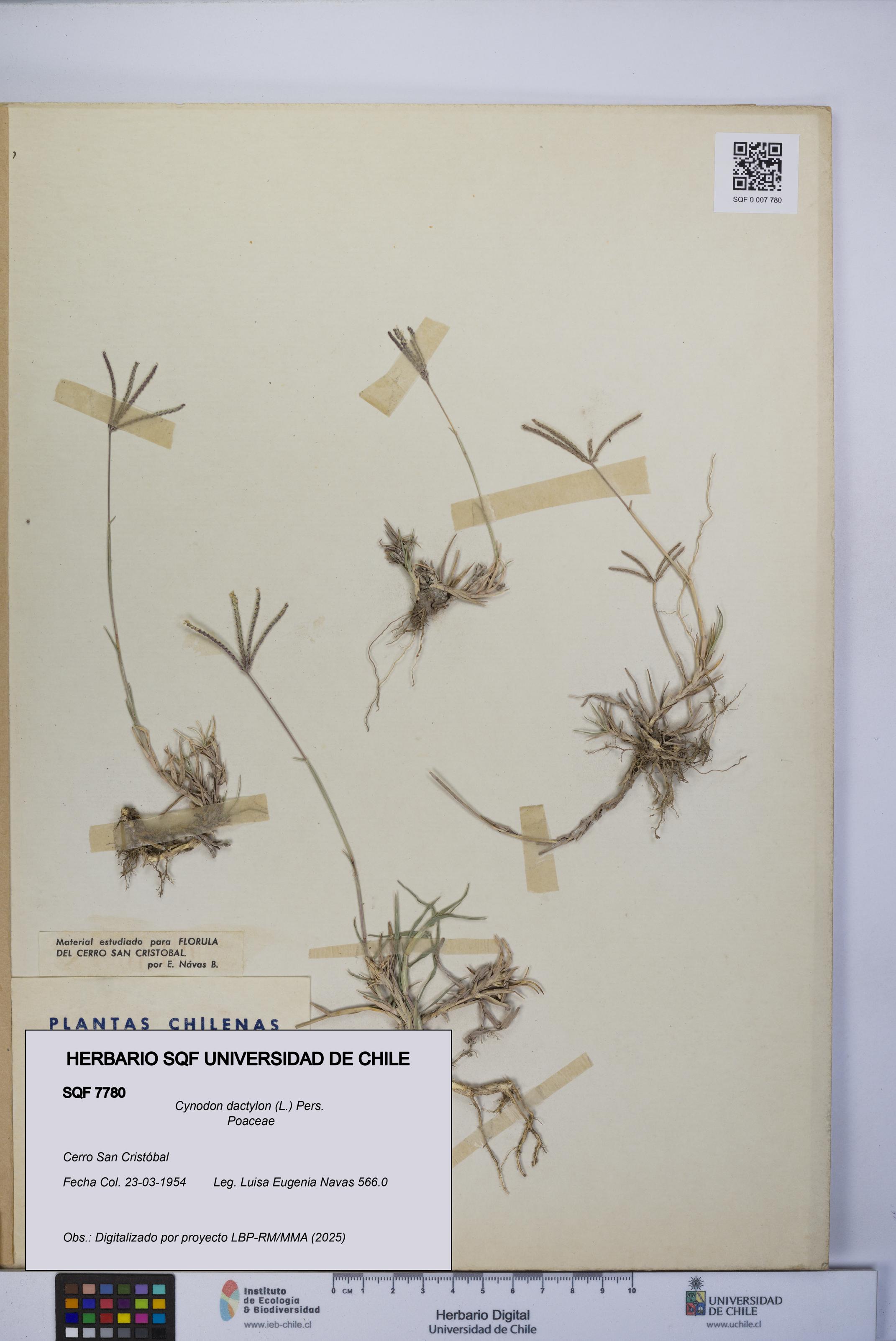 Cynodon dactylon [Espécimen: UCH:SQF:0007780]