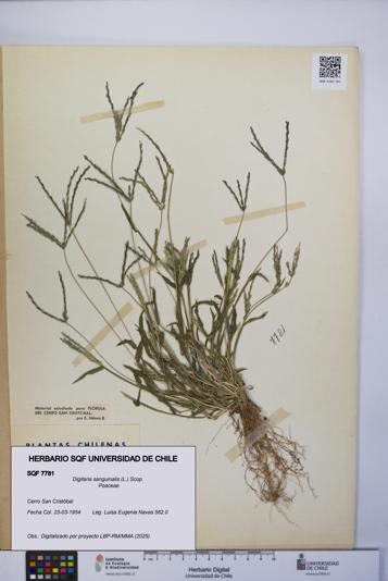 Digitaria sanguinalis [Espécimen: UCH:SQF:0007781]