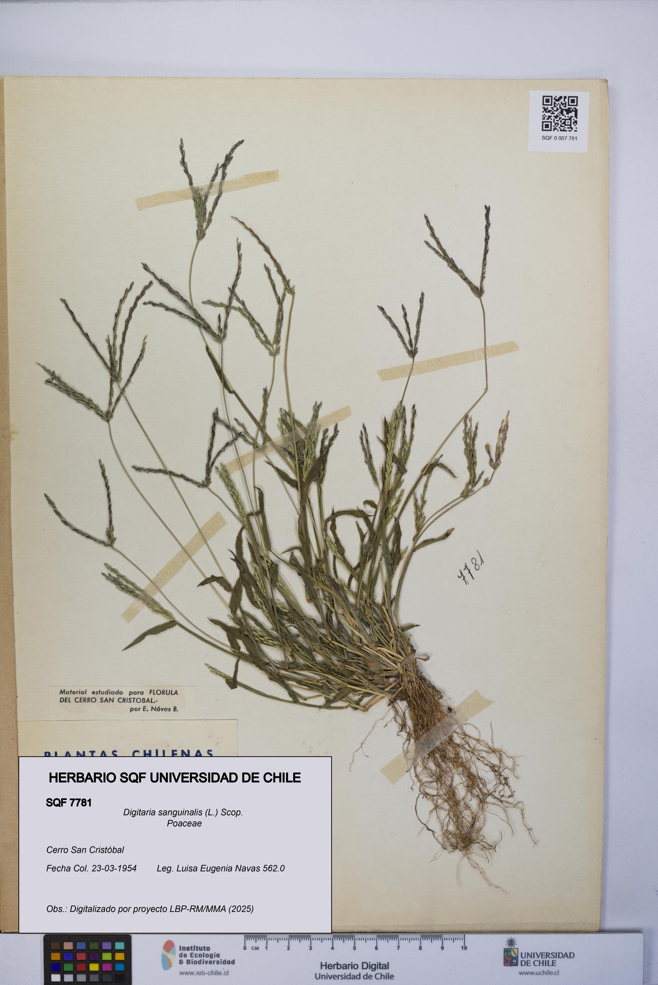 Digitaria sanguinalis [Espécimen: UCH:SQF:0007781]