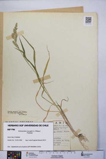 Echinochloa crus-galli [Espécimen: UCH:SQF:0007782]
