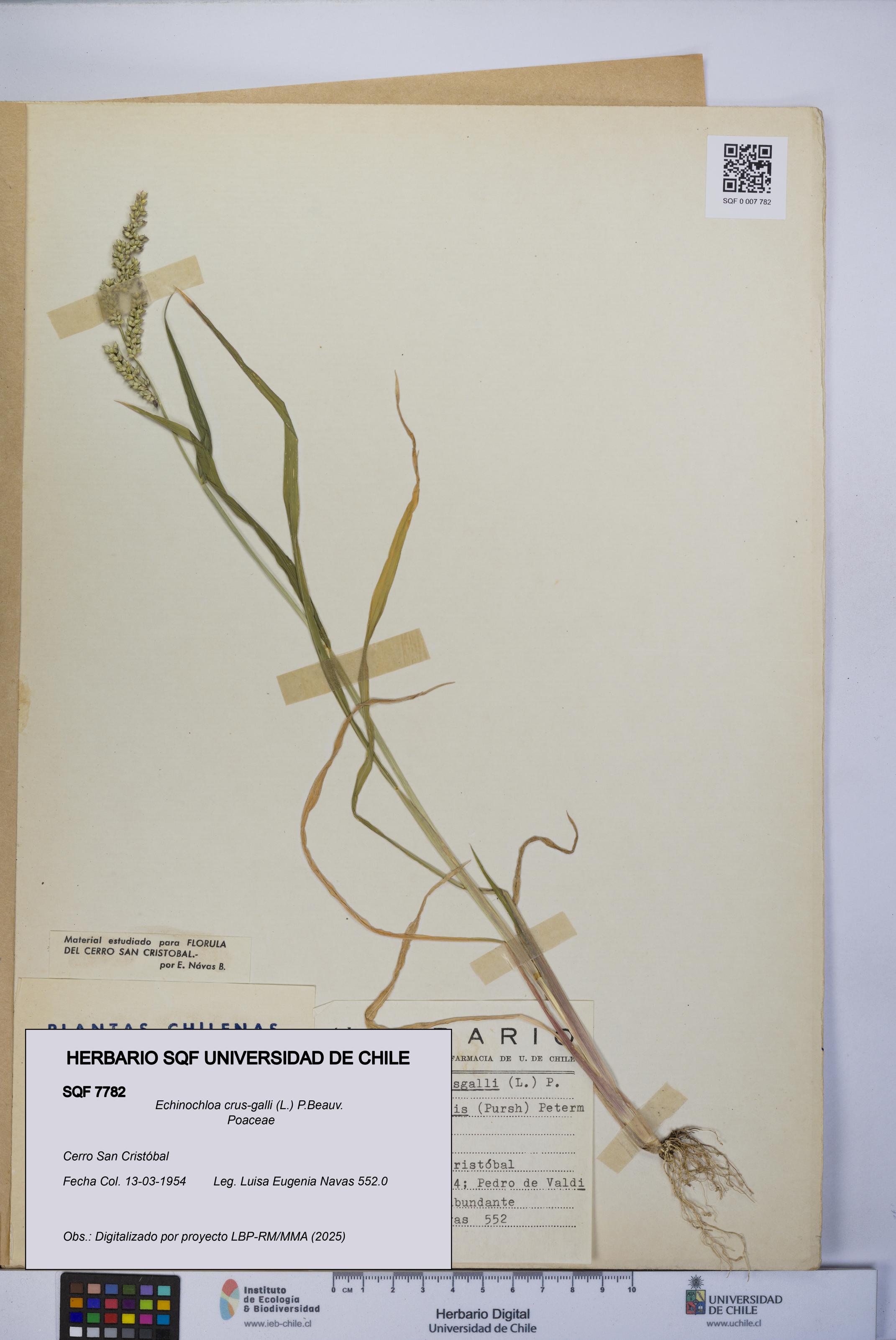 Echinochloa crus-galli [Espécimen: UCH:SQF:0007782]