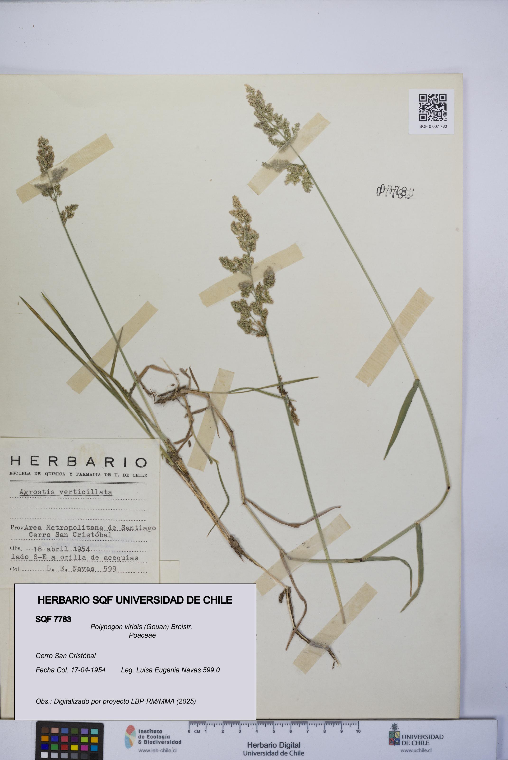 Polypogon viridis [Espécimen: UCH:SQF:0007783]