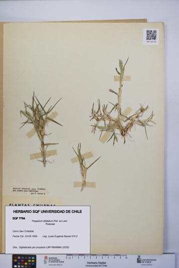 Paspalum dilatatum [Espécimen: UCH:SQF:0007784]