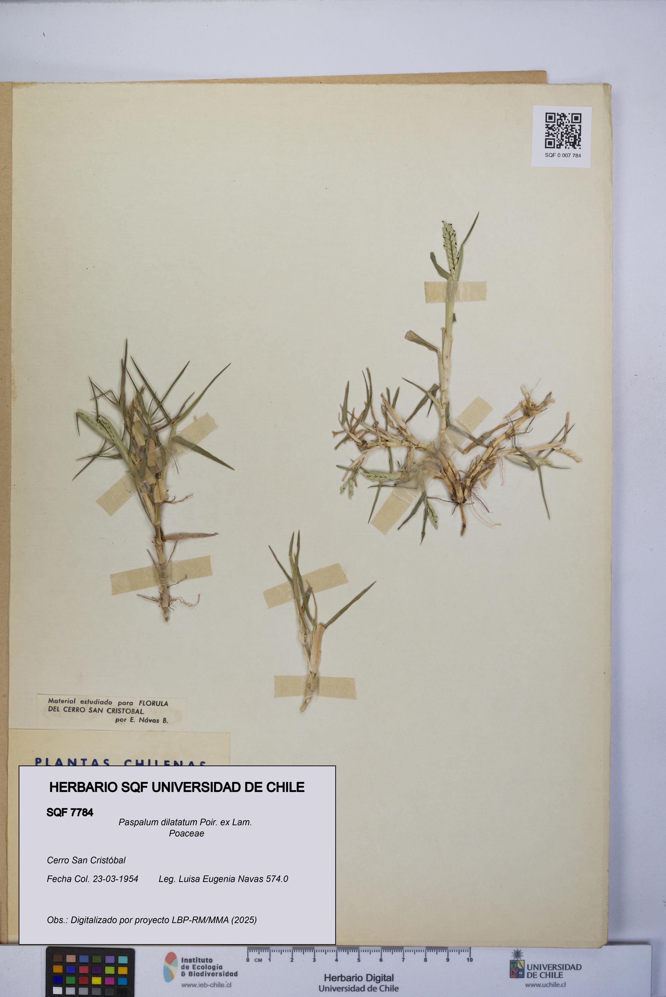 Paspalum dilatatum [Espécimen: UCH:SQF:0007784]