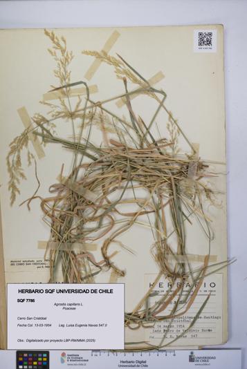 Agrostis capillaris [Espécimen: UCH:SQF:0007785]