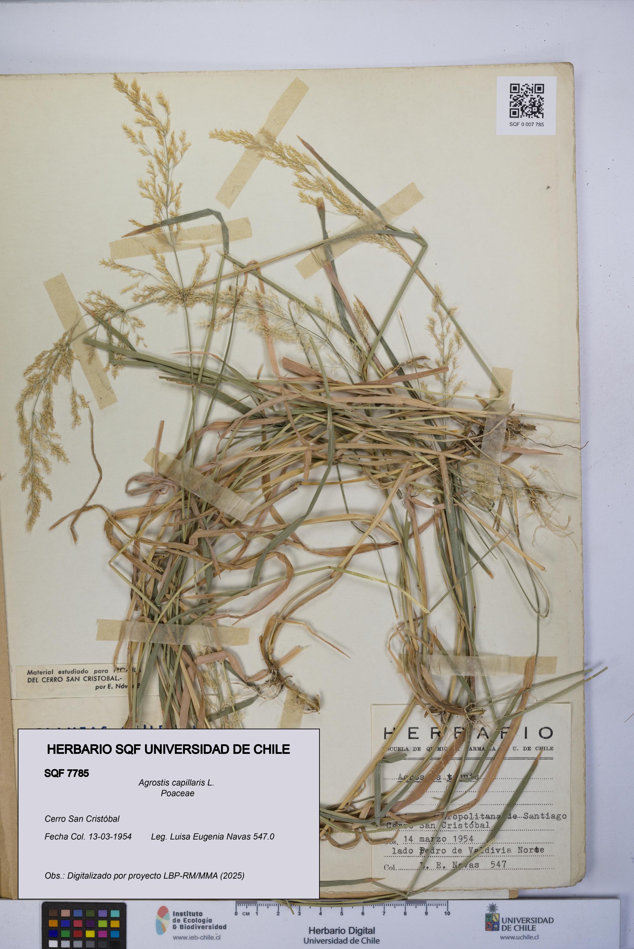 Agrostis capillaris [Espécimen: UCH:SQF:0007785]