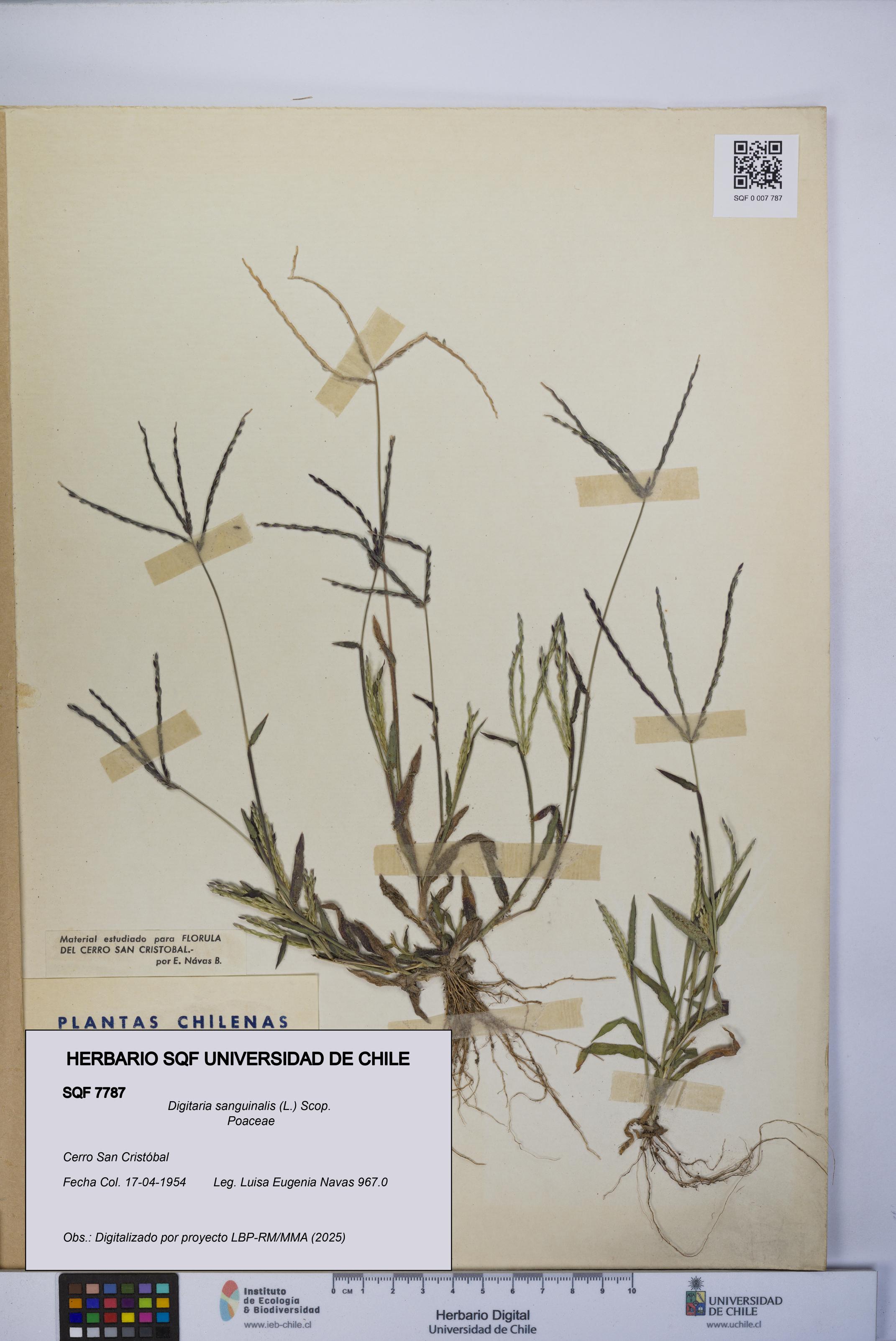 Digitaria sanguinalis [Espécimen: UCH:SQF:0007787]