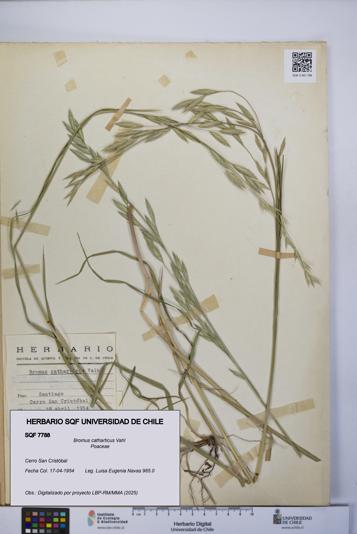 Bromus catharticus [Espécimen: UCH:SQF:0007788]
