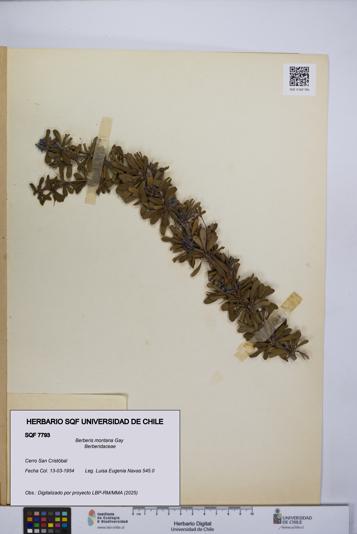 Berberis montana [Espécimen: UCH:SQF:0007793]