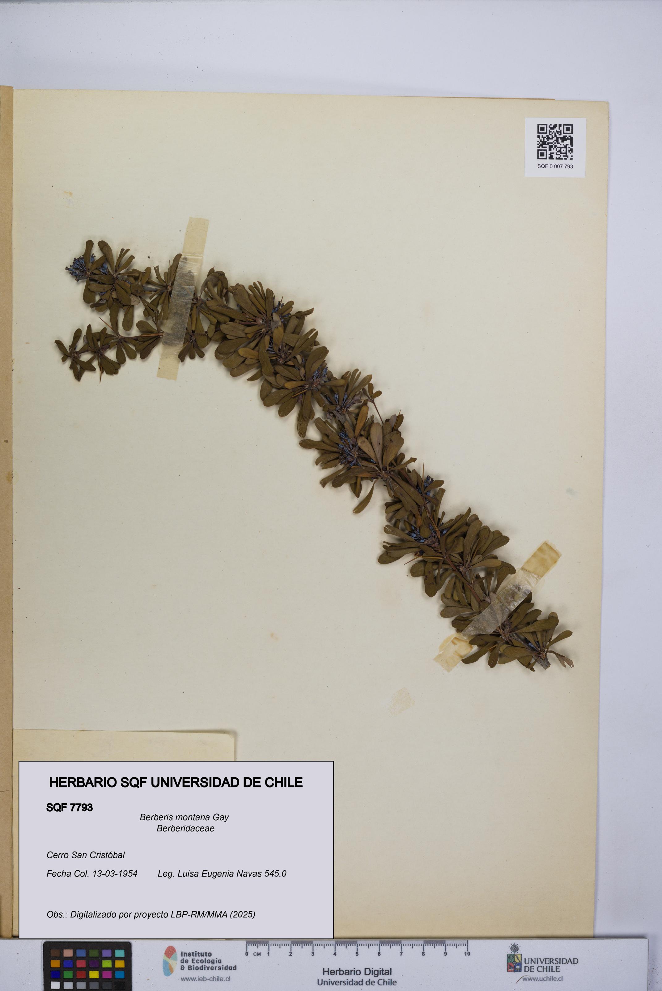 Berberis montana [Espécimen: UCH:SQF:0007793]