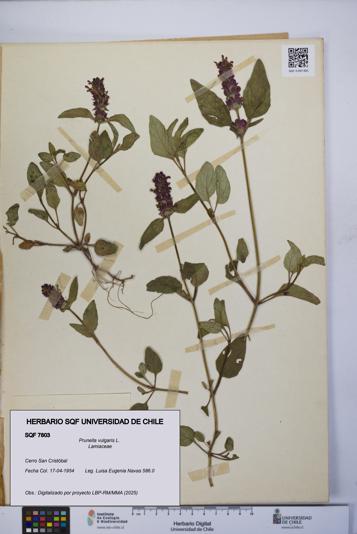 Prunella vulgaris [Espécimen: UCH:SQF:0007803]