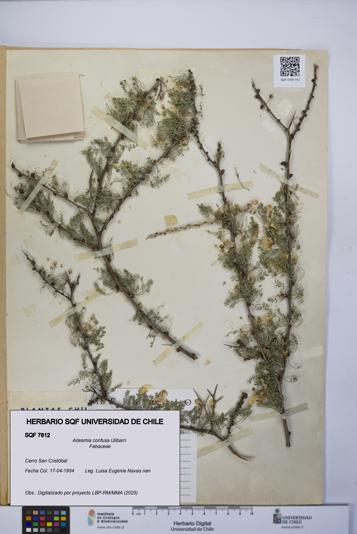 Adesmia confusa [Espécimen: UCH:SQF:0007812]