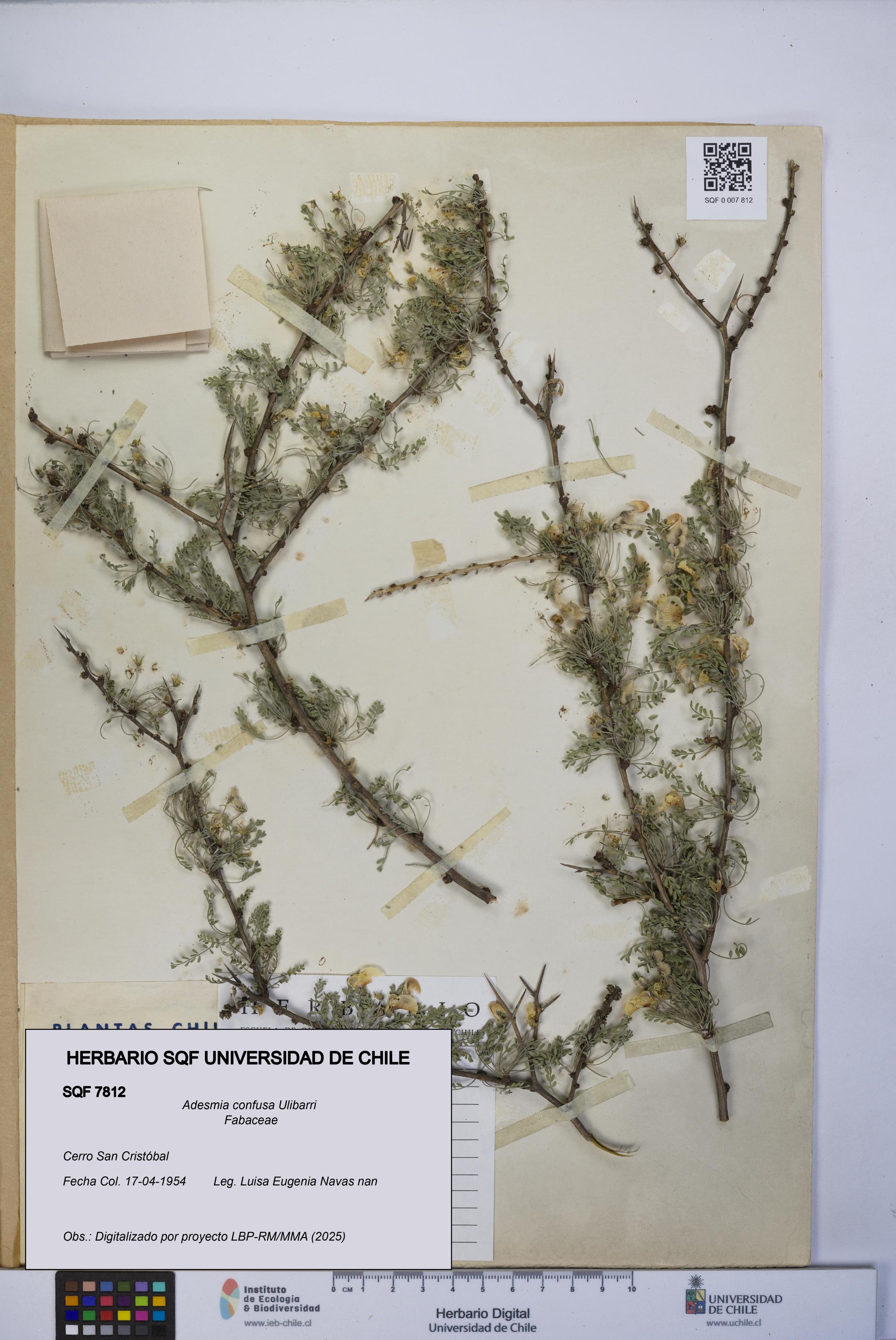 Adesmia confusa [Espécimen: UCH:SQF:0007812]