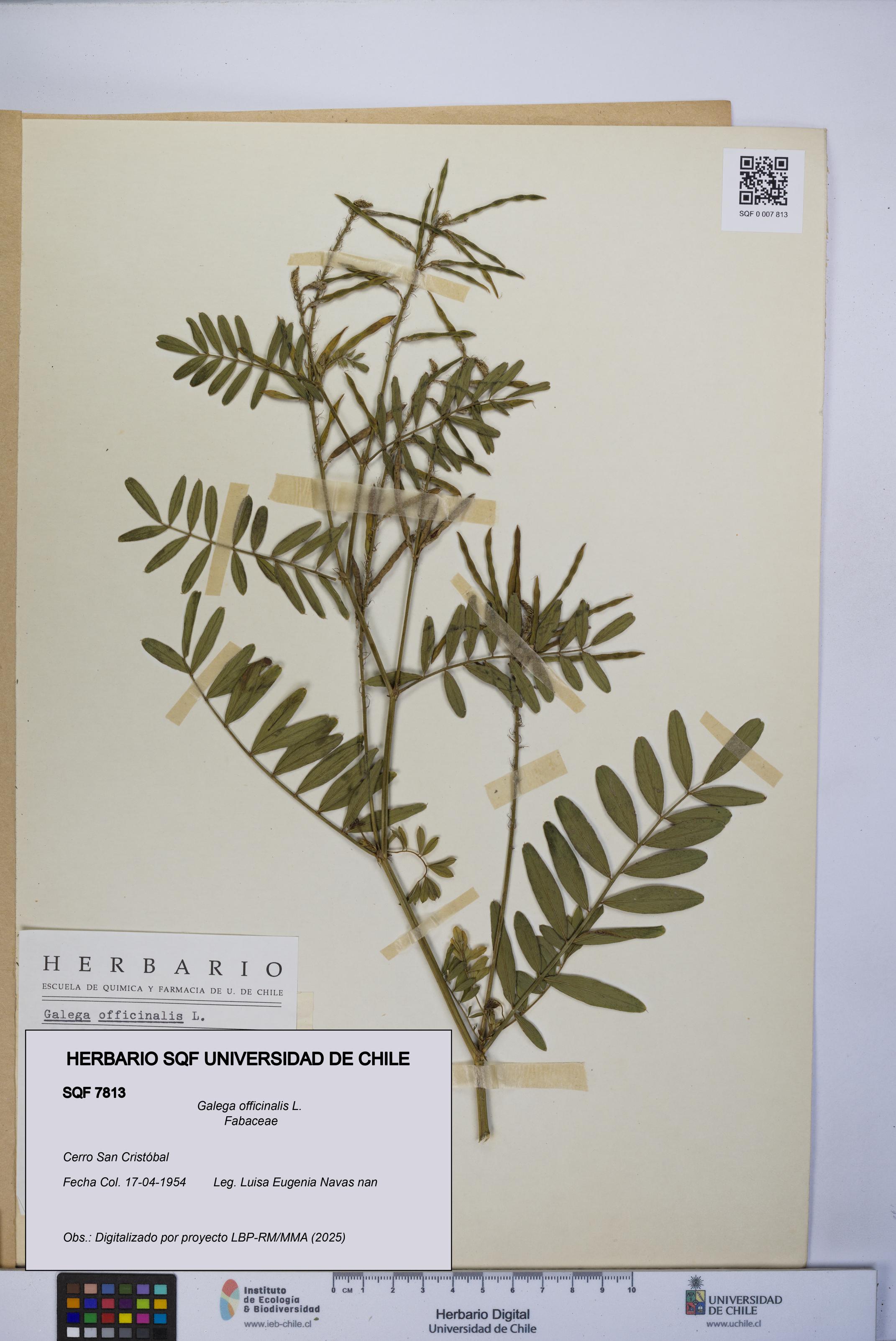 Galega officinalis [Espécimen: UCH:SQF:0007813]