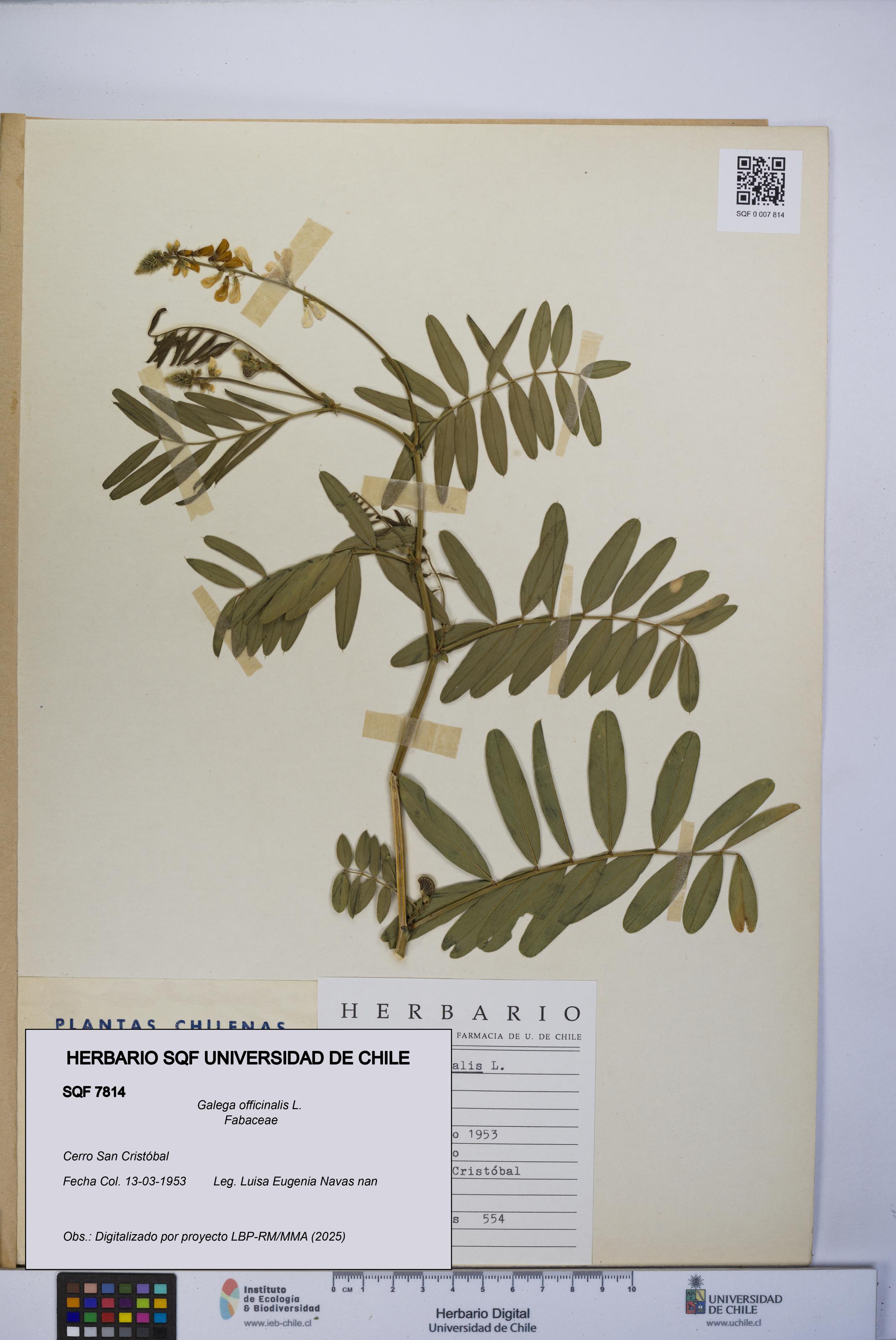 Galega officinalis [Espécimen: UCH:SQF:0007814]