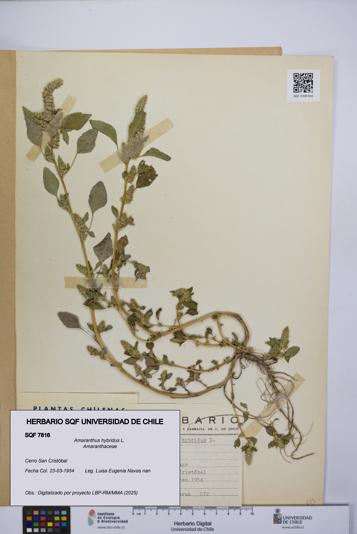 Amaranthus hybridus [Espécimen: UCH:SQF:0007816]