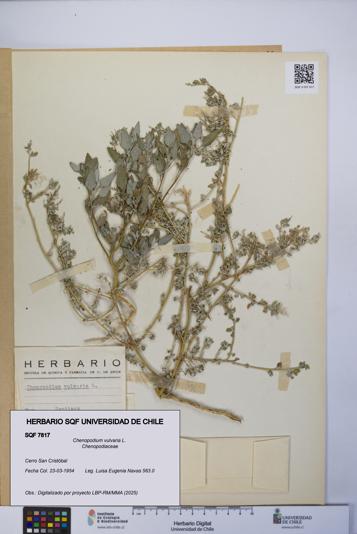 Chenopodium vulvaria [Espécimen: UCH:SQF:0007817]
