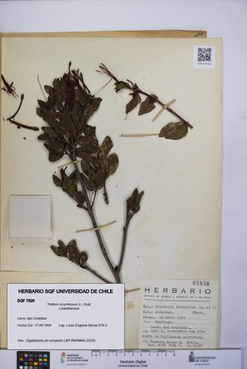 Tristerix corymbosus [Espécimen: UCH:SQF:0007820]