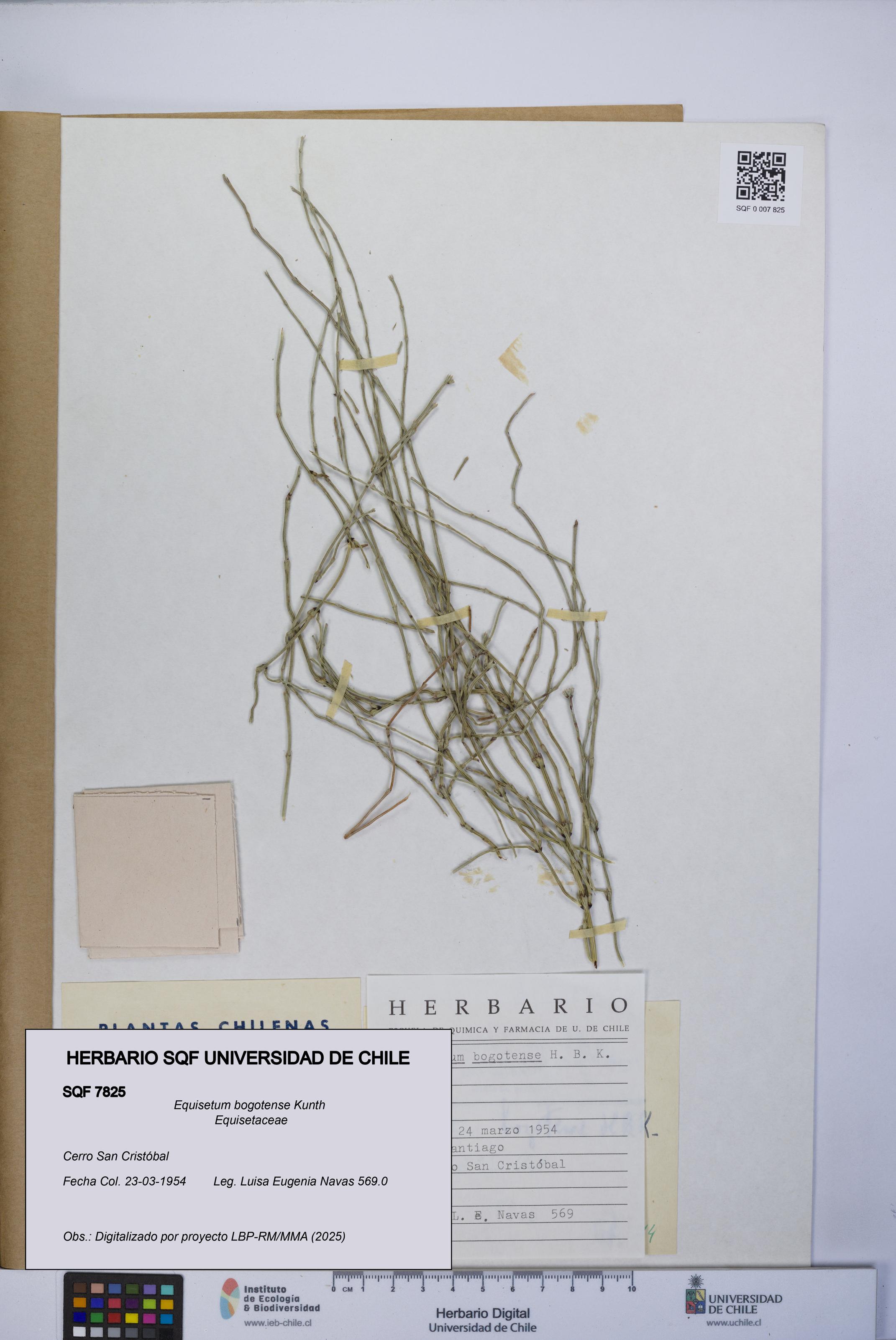 Equisetum bogotense [Espécimen: UCH:SQF:0007825]
