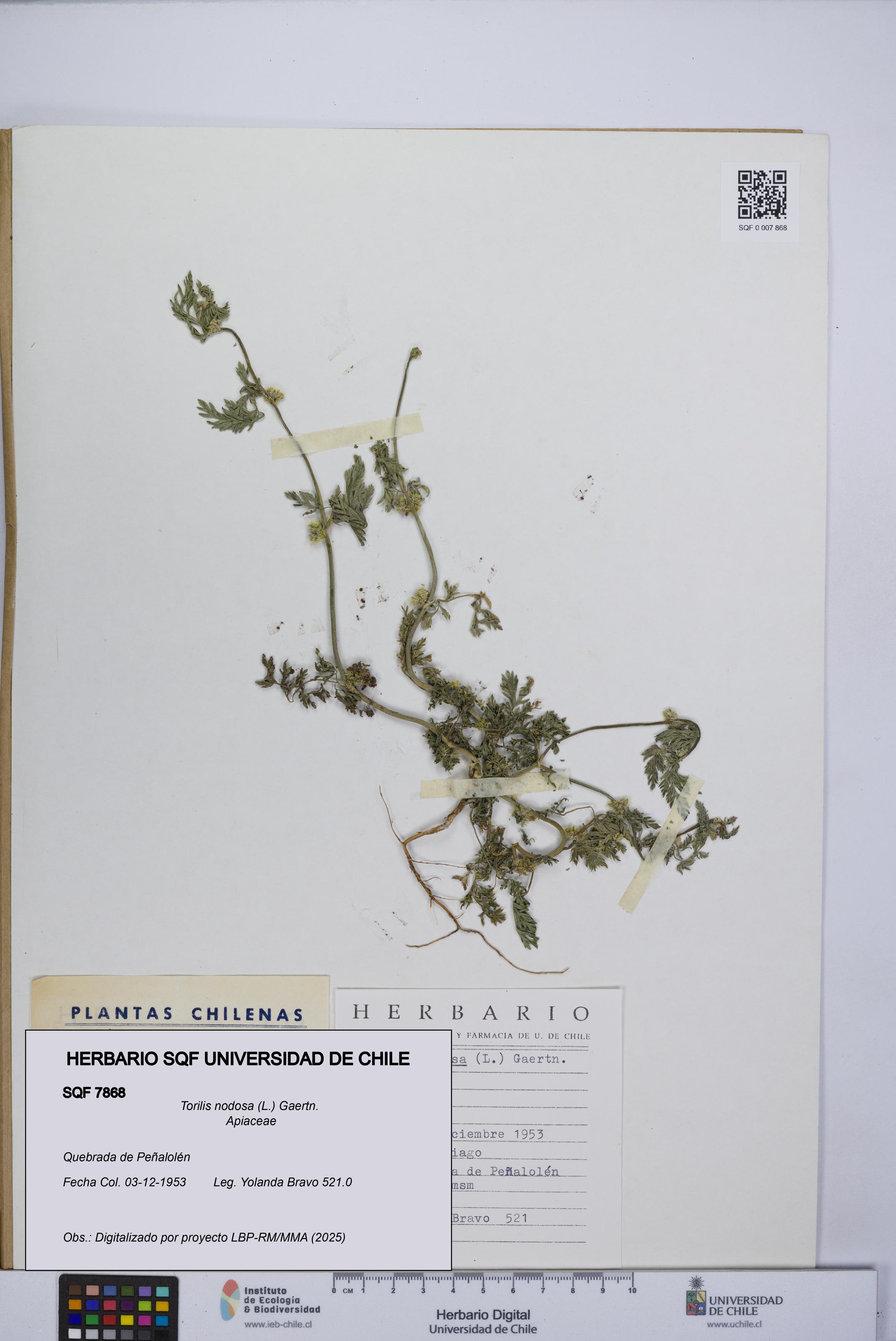 Torilis nodosa [Espécimen: UCH:SQF:0007868]