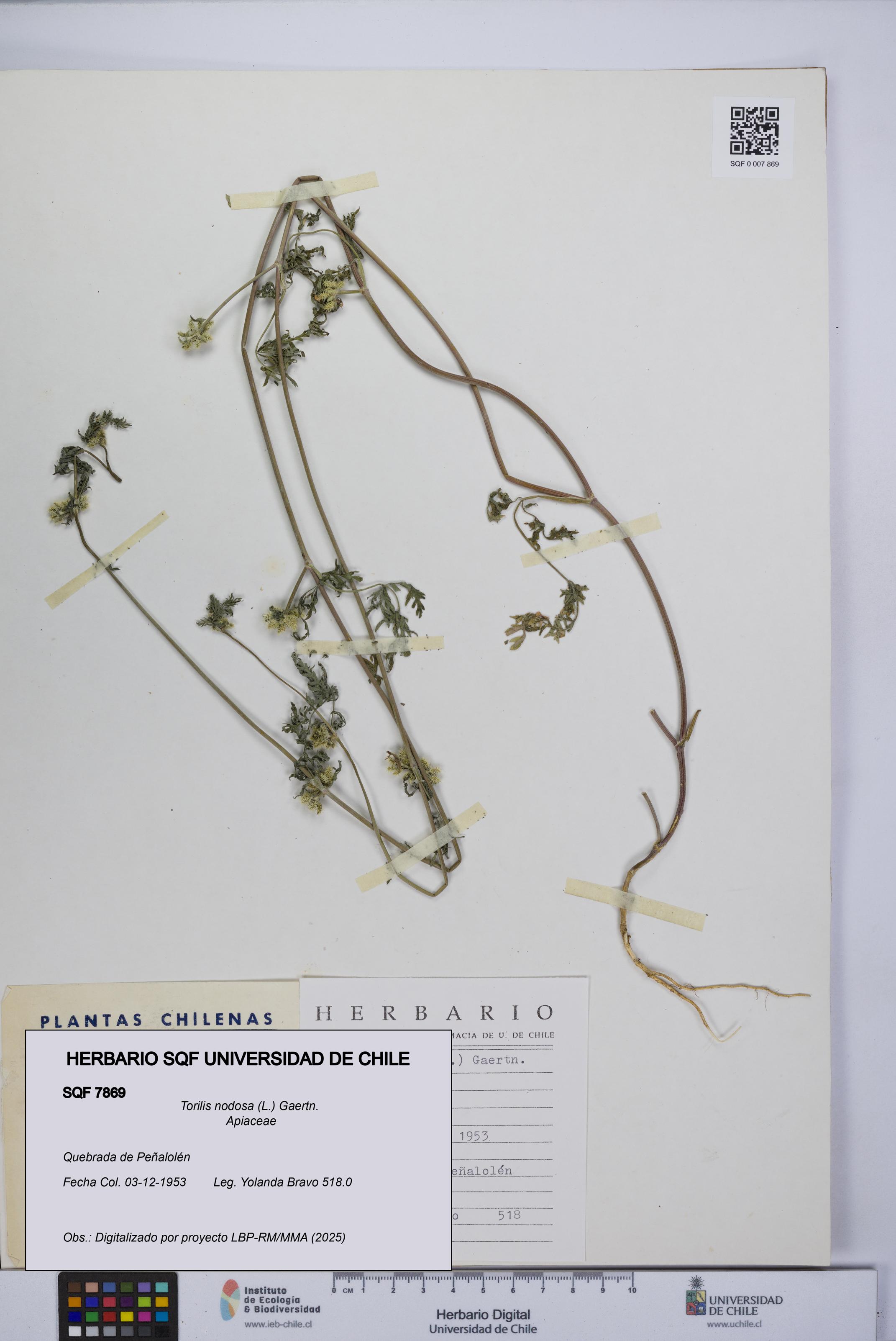 Torilis nodosa [Espécimen: UCH:SQF:0007869]