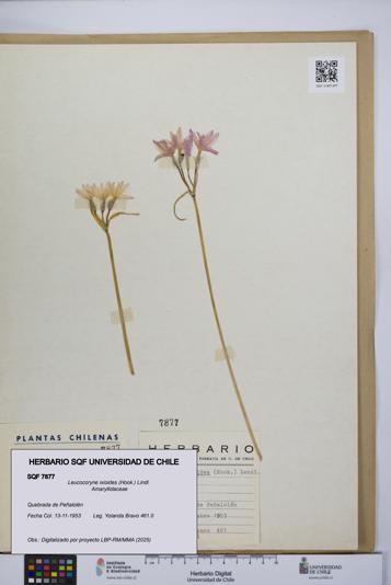 Leucocoryne ixioides [Espécimen: UCH:SQF:0007877]