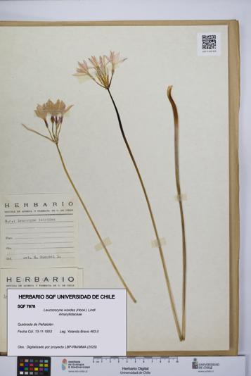 Leucocoryne ixioides [Espécimen: UCH:SQF:0007878]