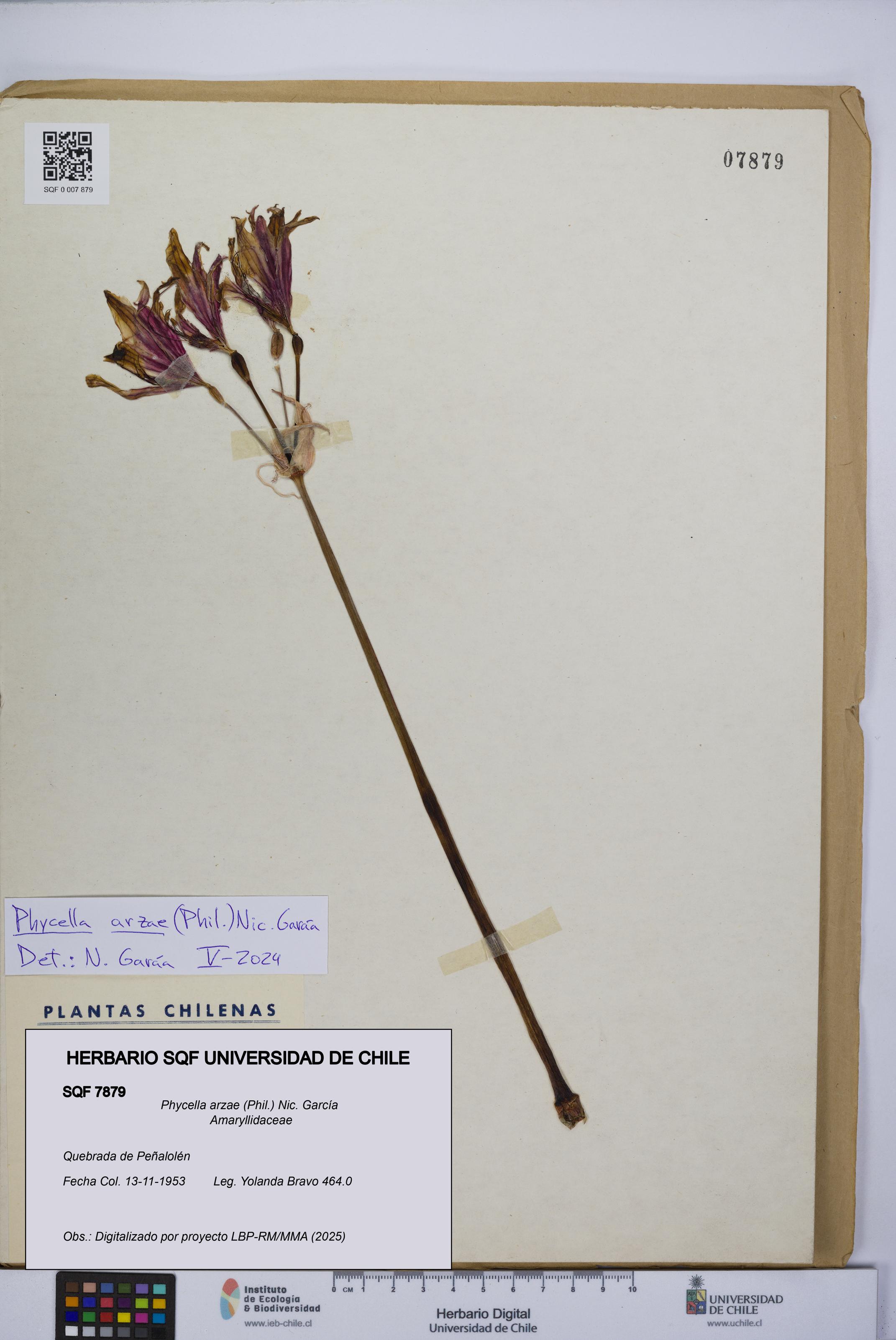 Phycella arzae [Espécimen: UCH:SQF:0007879]