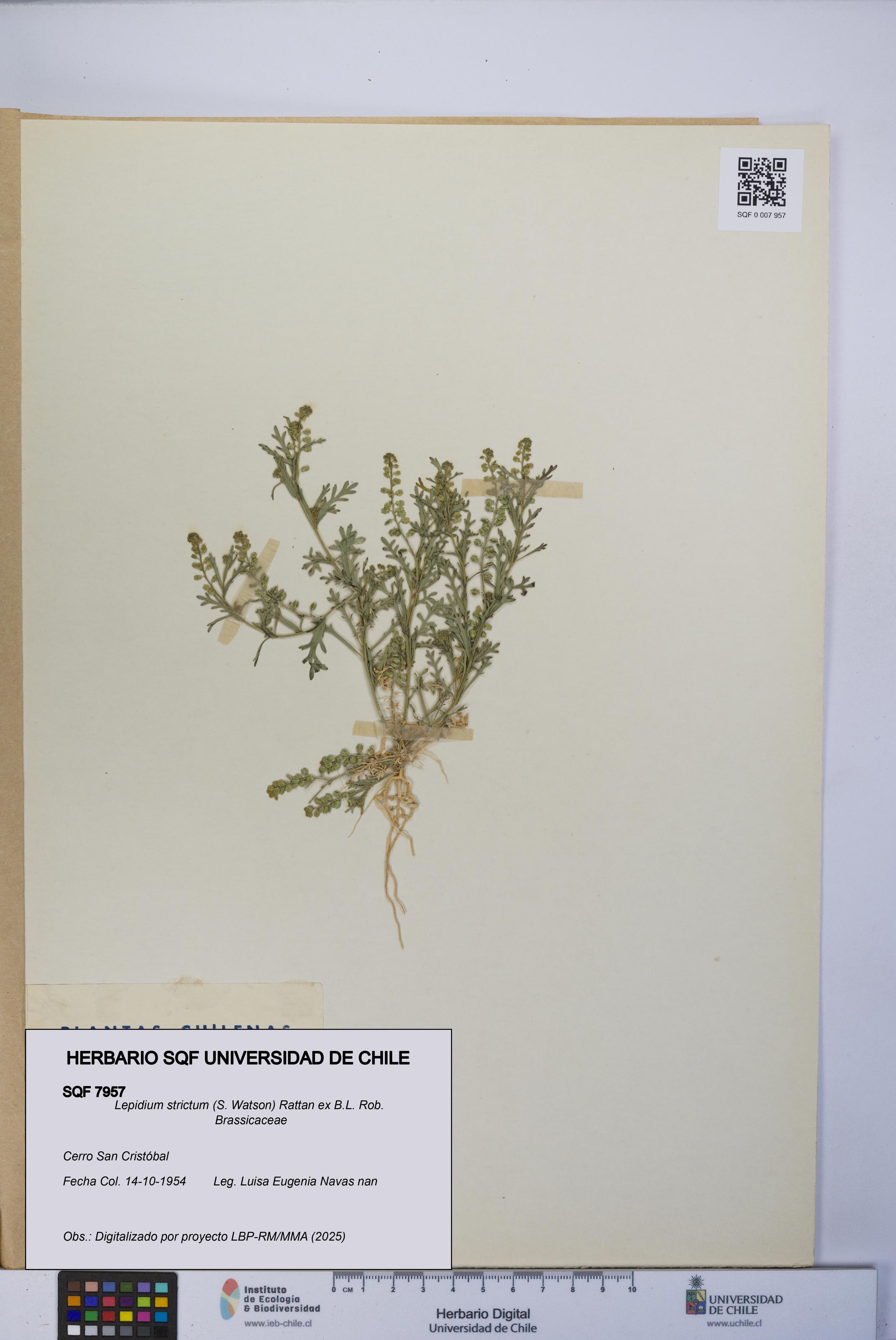Lepidium strictum [Espécimen: UCH:SQF:0007957]