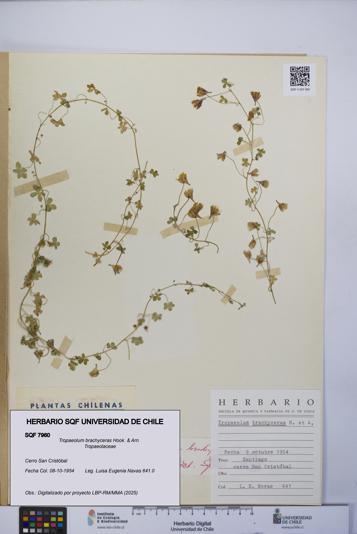 Tropaeolum brachyceras [Espécimen: UCH:SQF:0007960]