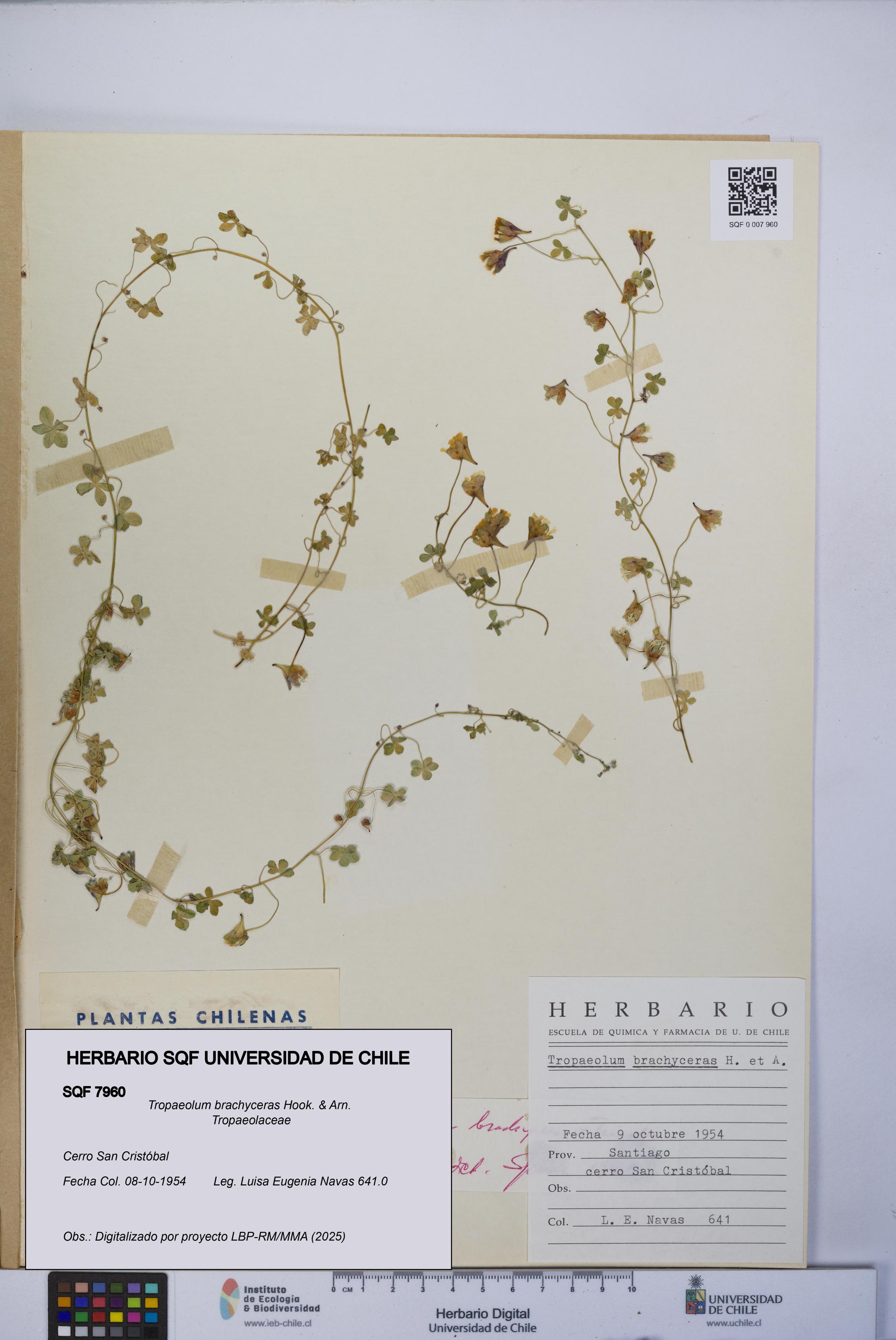 Tropaeolum brachyceras [Espécimen: UCH:SQF:0007960]