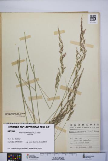 Nassella chilensis [Espécimen: UCH:SQF:0007963]