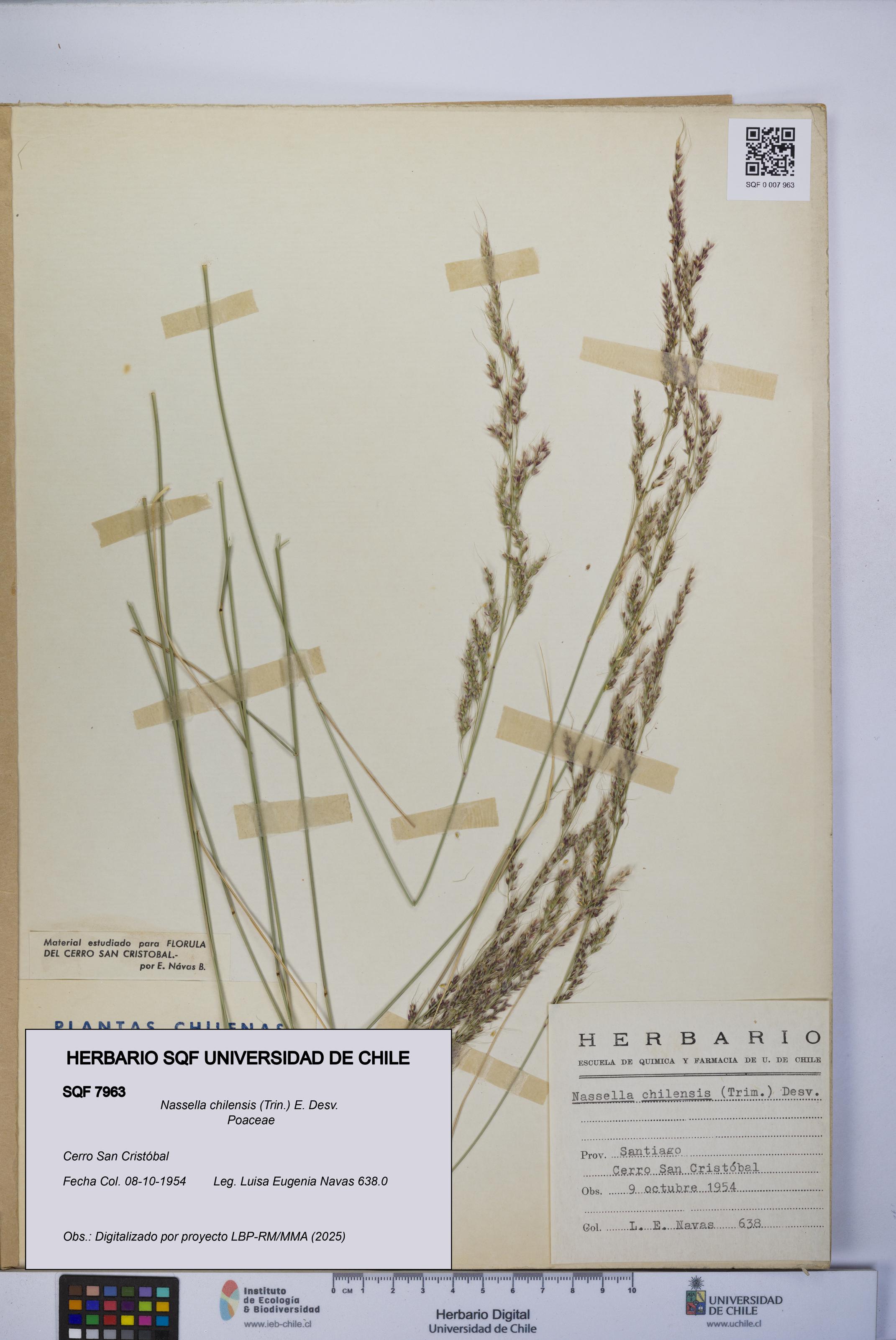 Nassella chilensis [Espécimen: UCH:SQF:0007963]