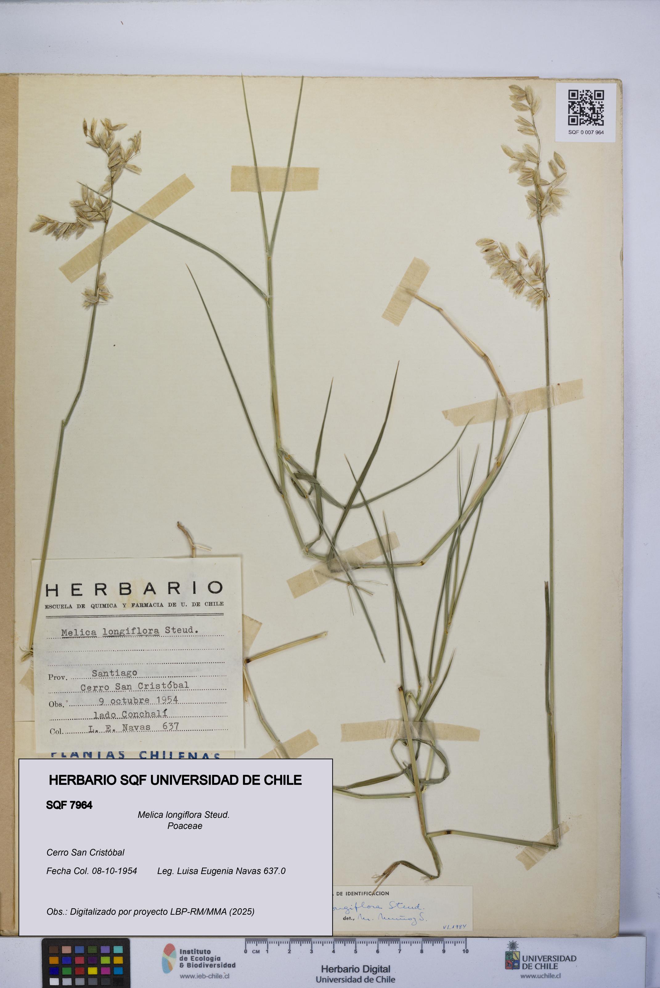 Melica longiflora [Espécimen: UCH:SQF:0007964]