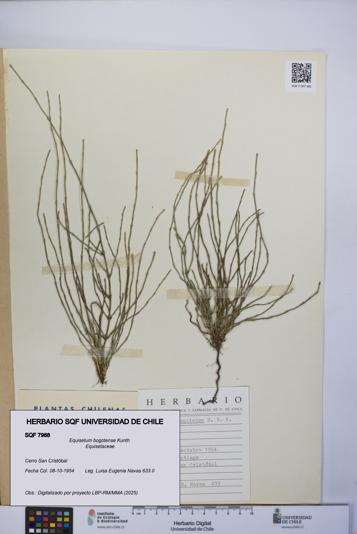 Equisetum bogotense [Espécimen: UCH:SQF:0007968]