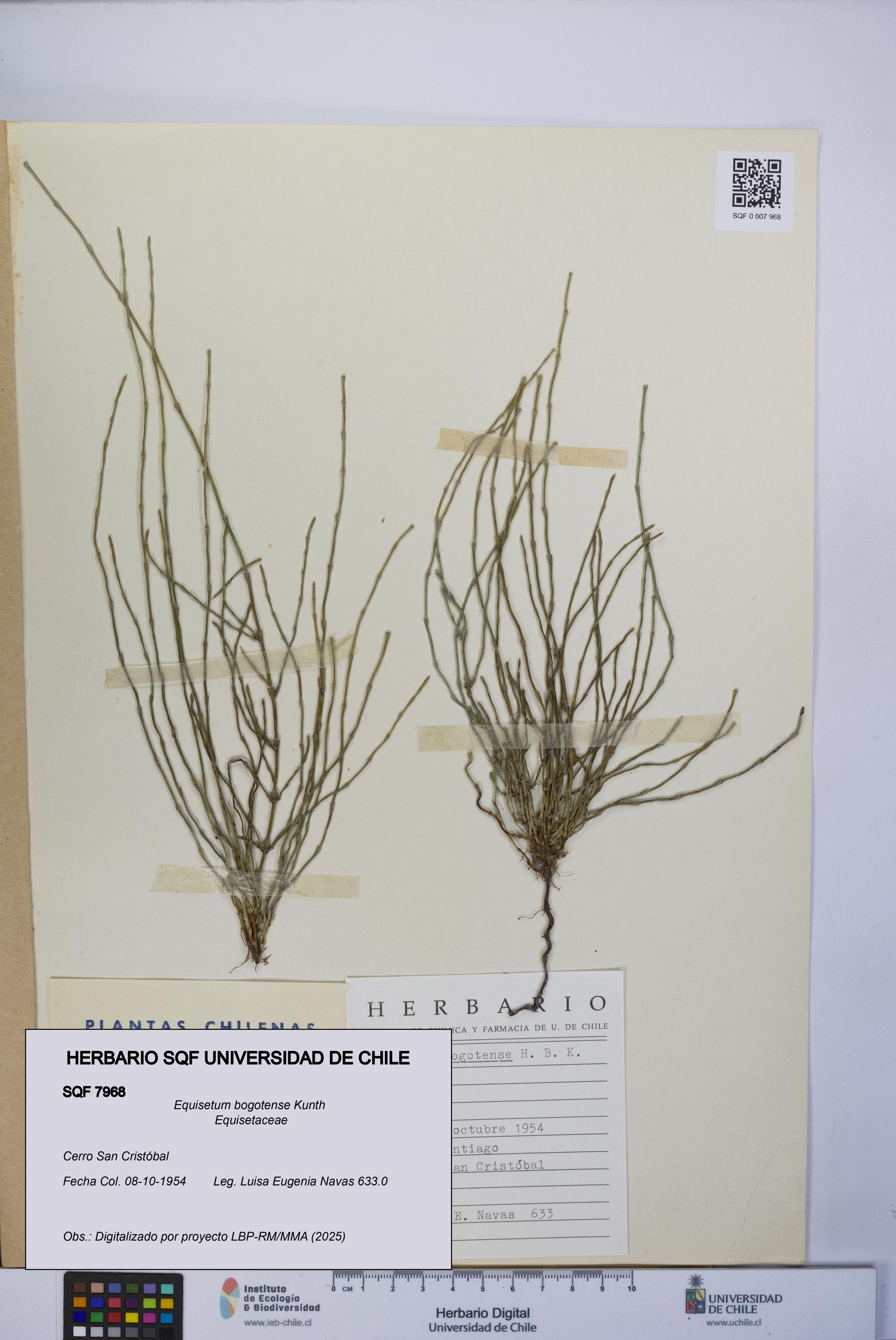 Equisetum bogotense [Espécimen: UCH:SQF:0007968]