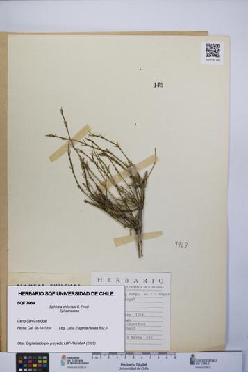 Ephedra chilensis [Espécimen: UCH:SQF:0007969]