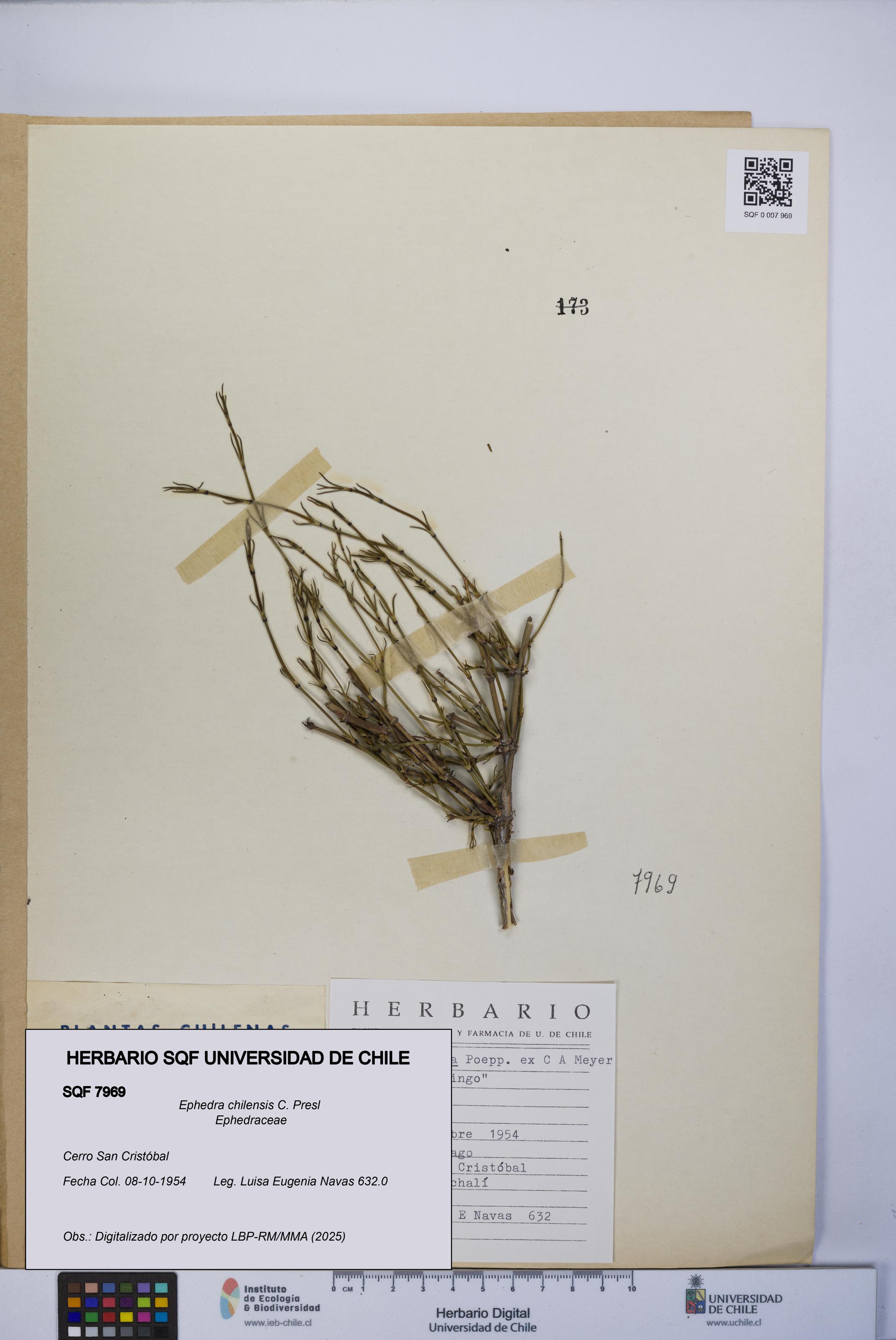 Ephedra chilensis [Espécimen: UCH:SQF:0007969]