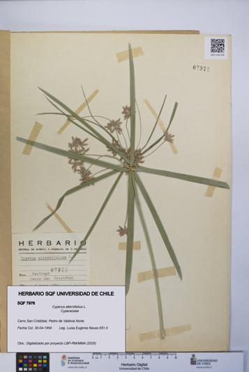 Cyperus alternifolius [Espécimen: UCH:SQF:0007976]
