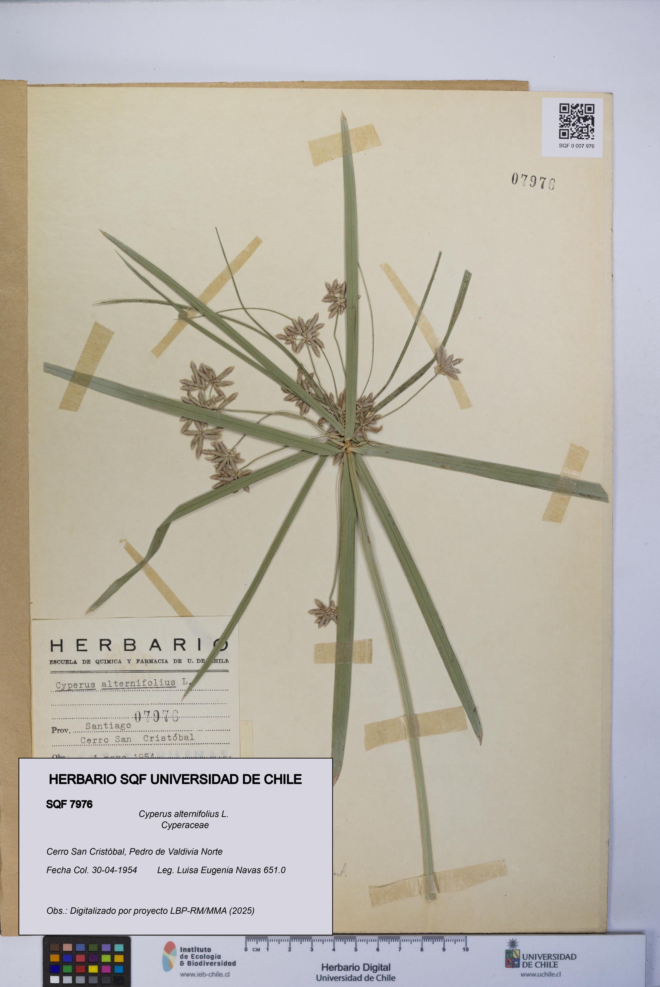 Cyperus alternifolius [Espécimen: UCH:SQF:0007976]