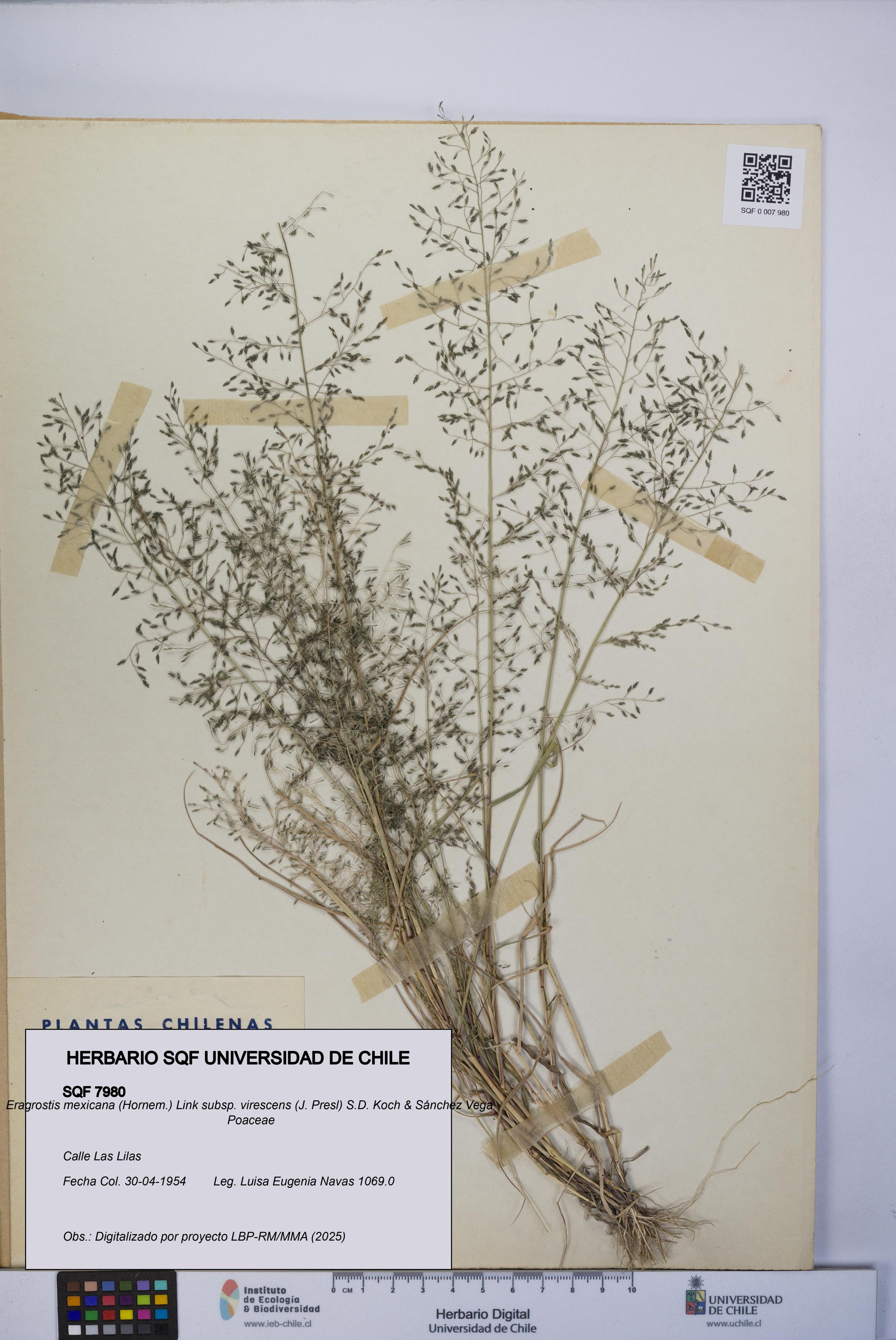 Eragrostis mexicana subsp. virescens [Espécimen: UCH:SQF:0007980]