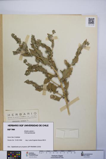 Atriplex patula [Espécimen: UCH:SQF:0007983]