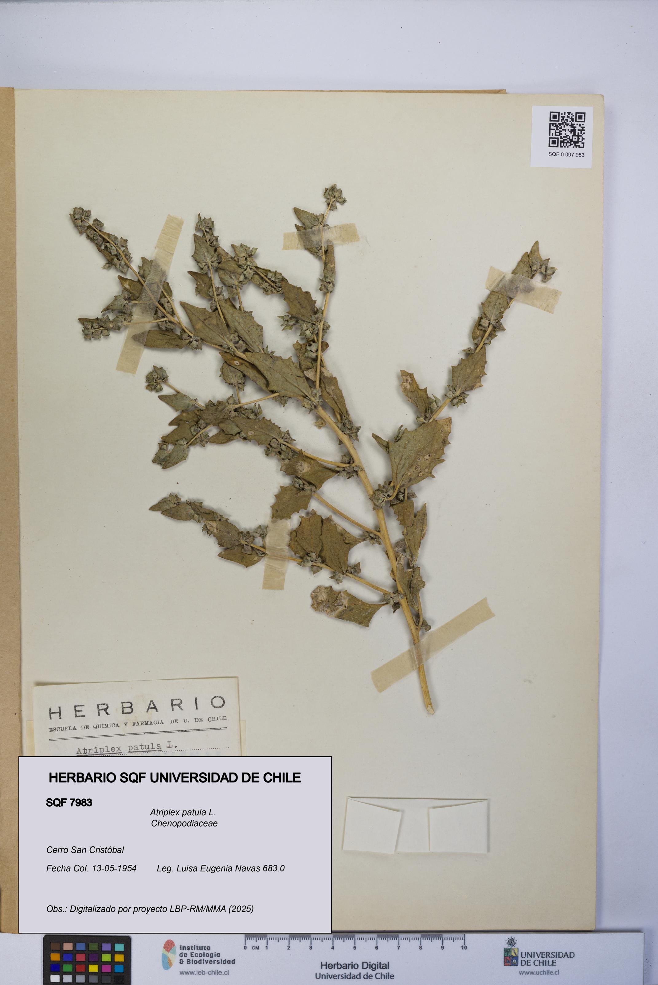 Atriplex patula [Espécimen: UCH:SQF:0007983]