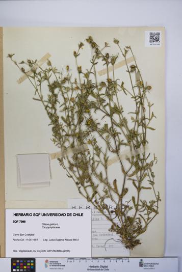 Silene gallica [Espécimen: UCH:SQF:0007986]