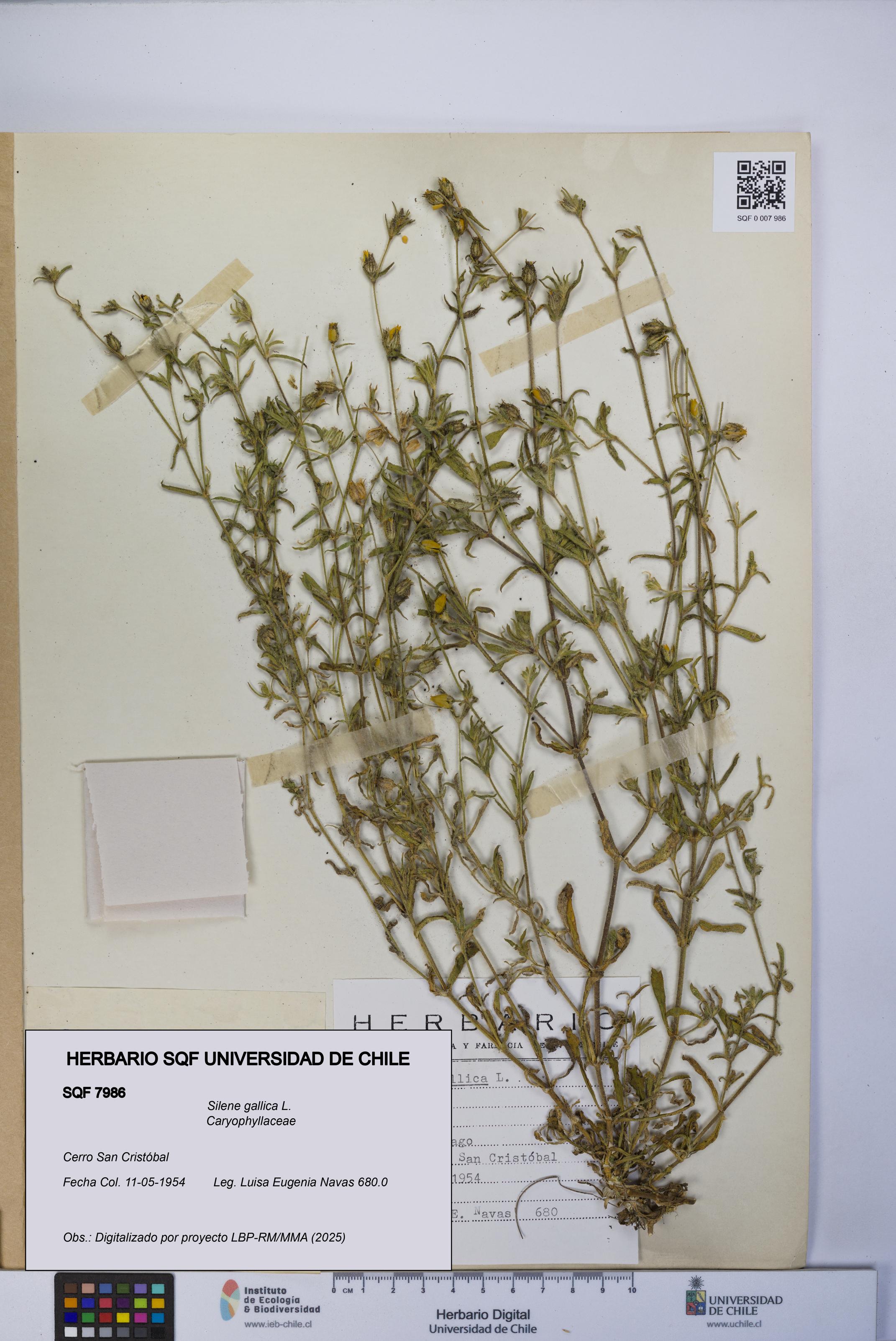 Silene gallica [Espécimen: UCH:SQF:0007986]