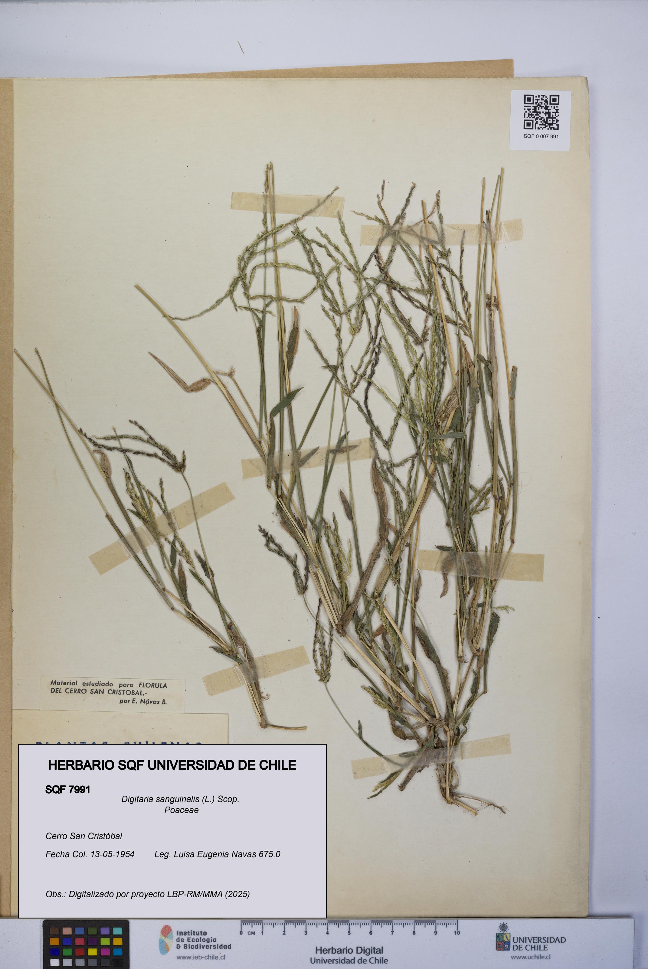 Digitaria sanguinalis [Espécimen: UCH:SQF:0007991]