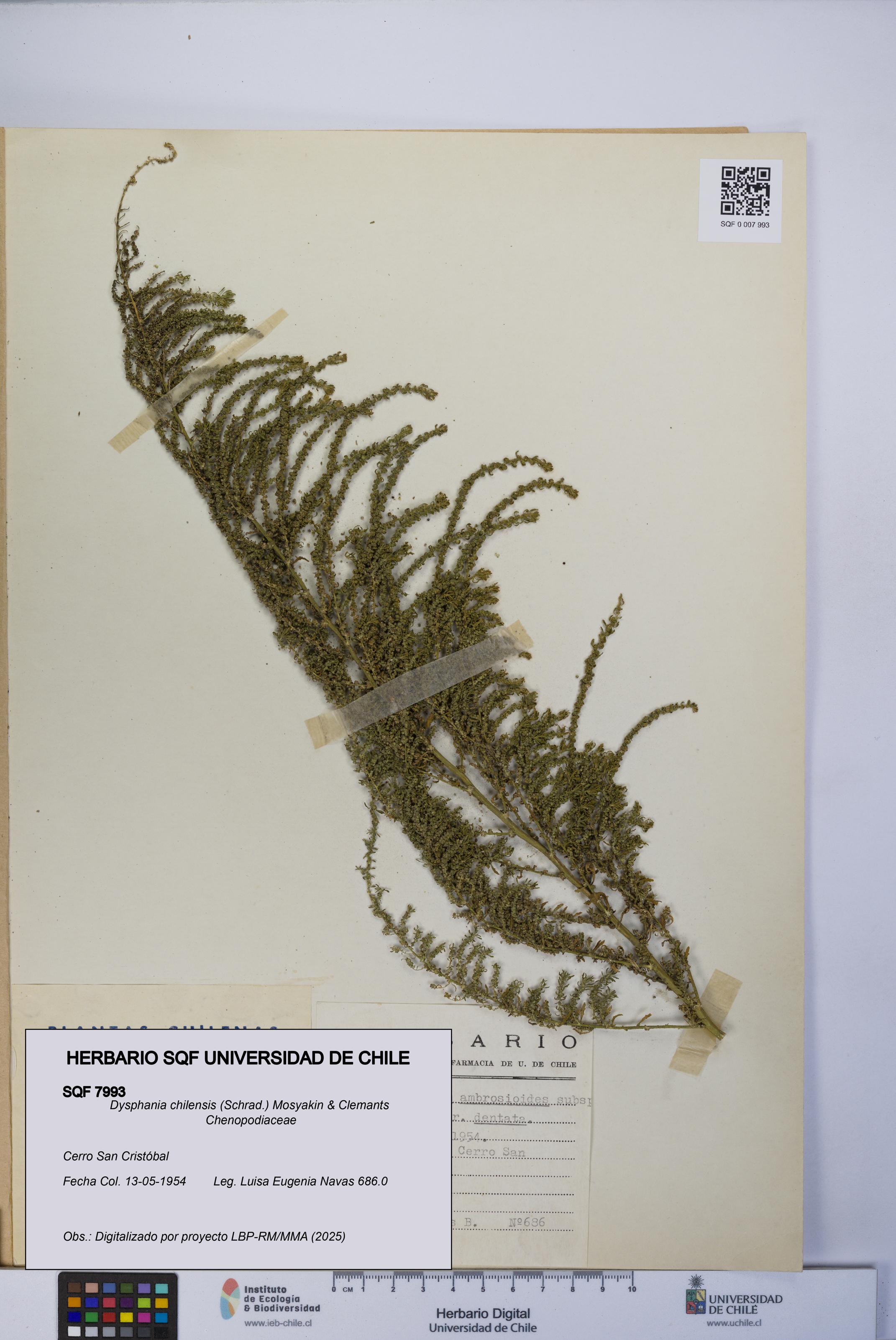 Dysphania chilensis [Espécimen: UCH:SQF:0007993]