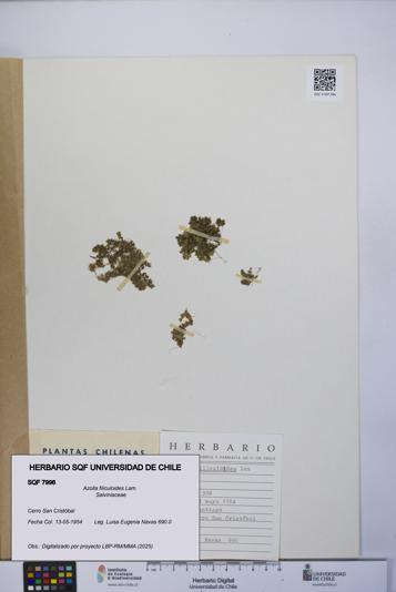 Azolla filiculoides [Espécimen: UCH:SQF:0007996]