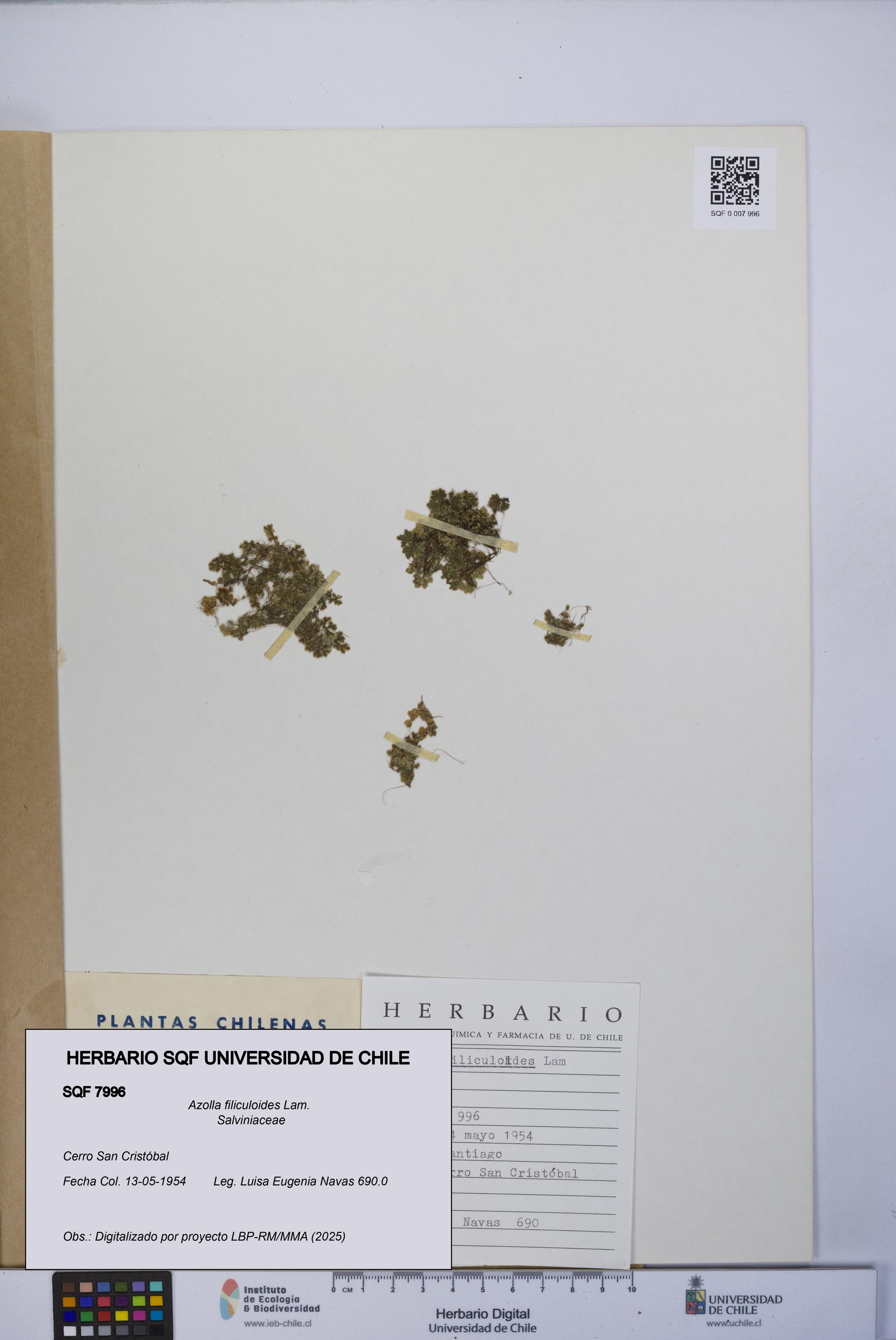 Azolla filiculoides [Espécimen: UCH:SQF:0007996]